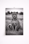 Black & White Leopard Wall Art – Elegant Safari Wildlife Print - Viney Rees Prints