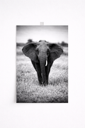Black & White Elephant Wall Art – Minimalist Safari Wildlife Print - Viney Rees Prints