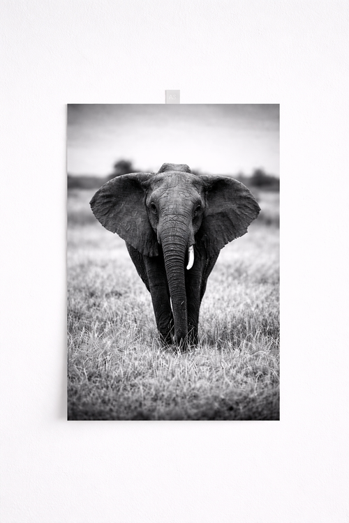 Black & White Elephant Wall Art – Minimalist Safari Wildlife Print - Viney Rees Prints