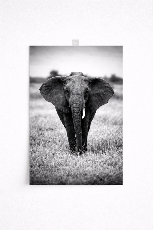 Black & White Elephant Wall Art – Minimalist Safari Wildlife Print - Viney Rees Prints